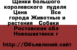 Щенки большого (королевского) пуделя › Цена ­ 25 000 - Все города Животные и растения » Собаки   . Ростовская обл.,Новошахтинск г.